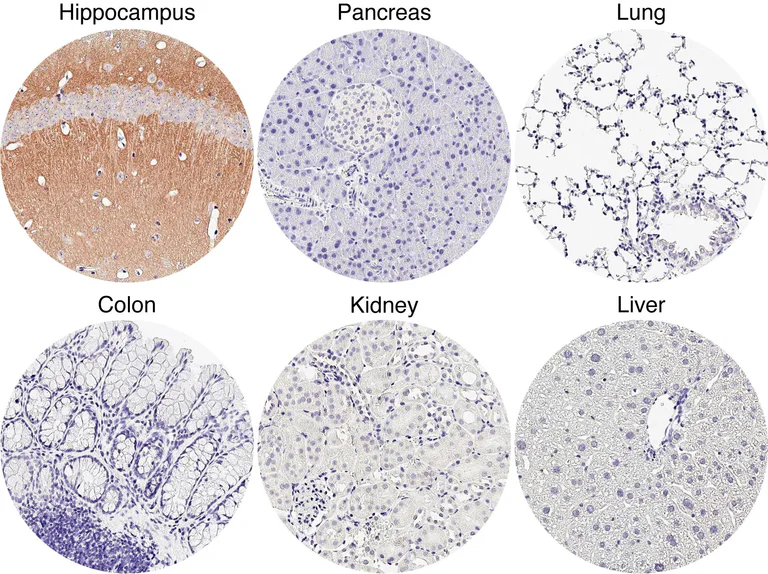 Immunohistochemistry (Formalin/PFA-fixed paraffin-embedded sections) - Anti-GRM5 antibody [HL2543] - BSA and Azide free (AB325866)