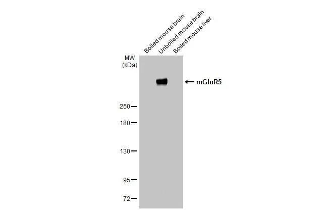 Western blot - Anti-GRM5 antibody [HL2543] - BSA and Azide free (AB325866)