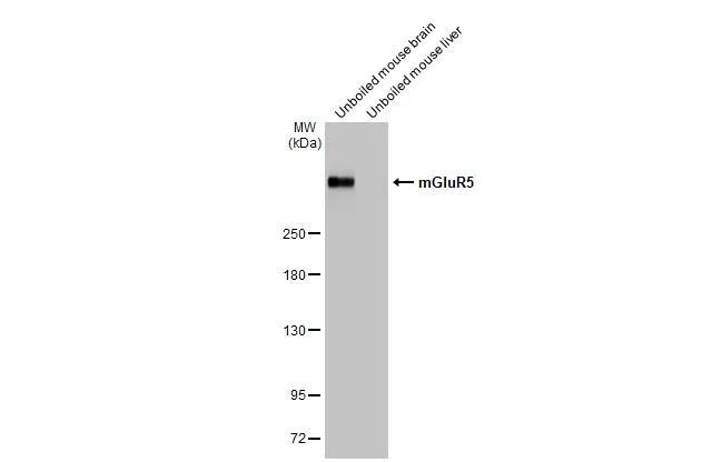 Western blot - Anti-GRM5 antibody [HL2543] - BSA and Azide free (AB325866)