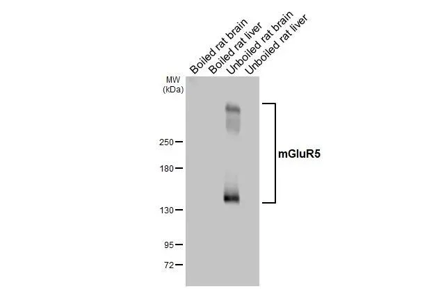 Western blot - Anti-GRM5 antibody [HL2876] - BSA and Azide free (AB325867)