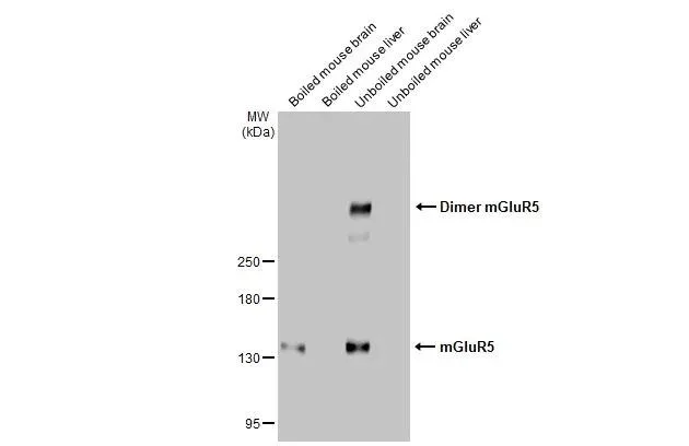 Western blot - Anti-GRM5 antibody [HL2876] - BSA and Azide free (AB325867)