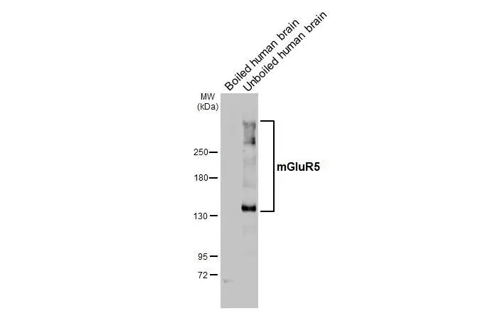 Western blot - Anti-GRM5 antibody [HL2876] - BSA and Azide free (AB325867)