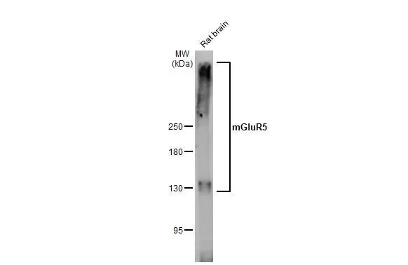 Western blot - Anti-GRM5 antibody [HL2876] - BSA and Azide free (AB325867)