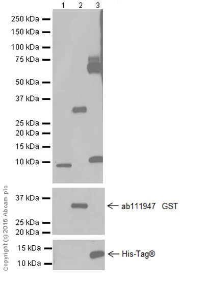 Western blot - Anti-GRO alpha + GRO gamma + GRO beta antibody [EPR4902] (AB124898)