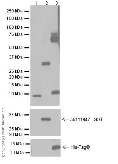Western blot - Anti-GRO alpha + GRO gamma + GRO beta antibody [EPR4902] - BSA and Azide free (AB248048), expandable thumbnail