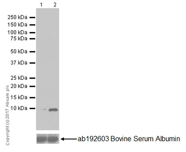 Western blot - Anti-GRO gamma antibody [EPR18170-142] (AB189486)