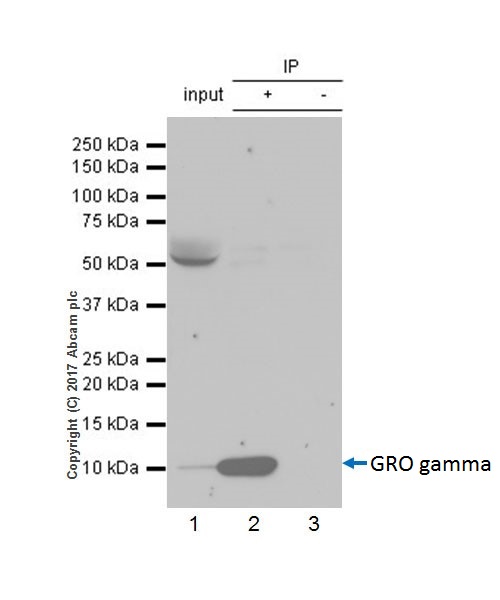 Immunoprecipitation - Anti-GRO gamma antibody [EPR18170-142] - BSA and Azide free (AB229376)