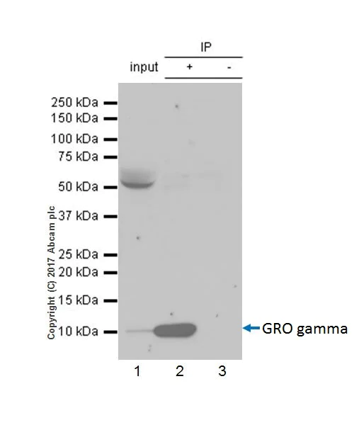 Immunoprecipitation - Anti-GRO gamma antibody [EPR18170-142] - BSA and Azide free (AB229376)