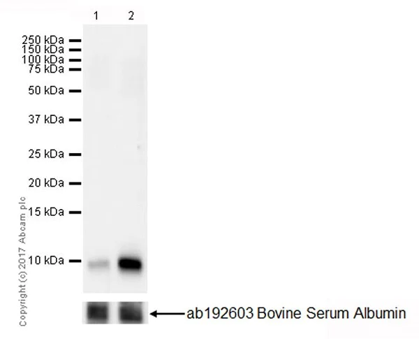 Western blot - Anti-GRO gamma antibody [EPR18170-142] - BSA and Azide free (AB229376)