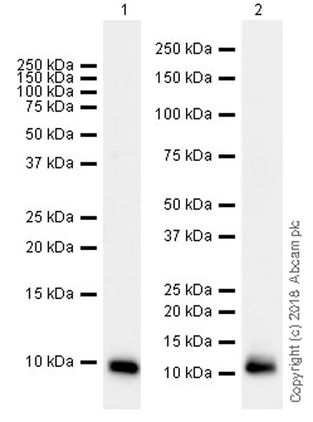 Western blot - Anti-GRO gamma antibody [EPR21759-11] (AB220431)