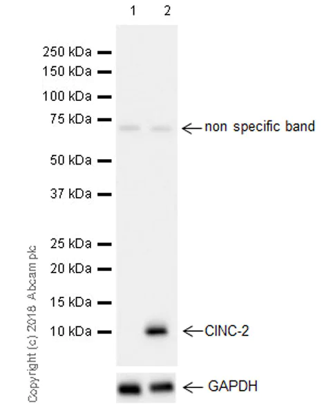 Western blot - Anti-GRO gamma antibody [EPR21759-11] (AB220431)