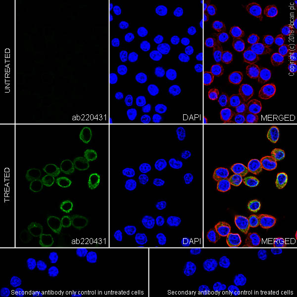 Immunocytochemistry/ Immunofluorescence - Anti-GRO gamma antibody [EPR21759-11] - BSA and Azide free (AB236240)