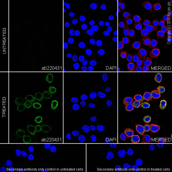 Immunocytochemistry/ Immunofluorescence - Anti-GRO gamma antibody [EPR21759-11] - BSA and Azide free (AB236240)