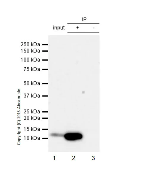 Immunoprecipitation - Anti-GRO gamma antibody [EPR21759-11] - BSA and Azide free (AB236240)