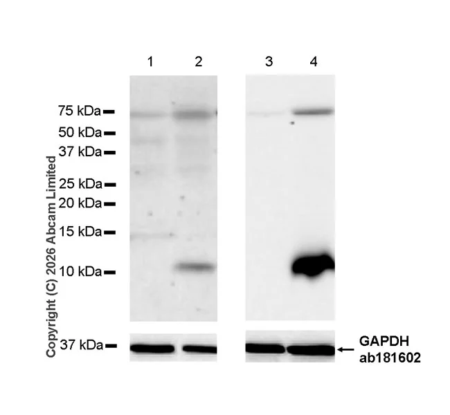Western blot - Anti-GRO gamma antibody [EPR29736-526] (AB325687)