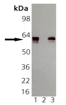 Western blot - Anti-groEL antibody [9A1/2] (AB82592), expandable thumbnail