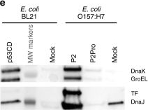 Western blot - Anti-groEL antibody [9A1/2] (AB82592), expandable thumbnail