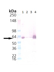 Western blot - Anti-groEL antibody (AB90522)