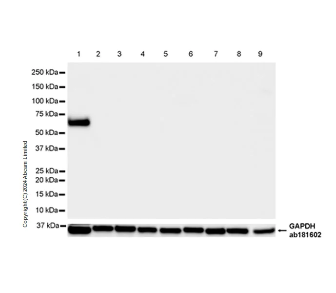 Western blot - Anti-groEL antibody [EPR28718-8] - BSA and Azide free (AB318971)