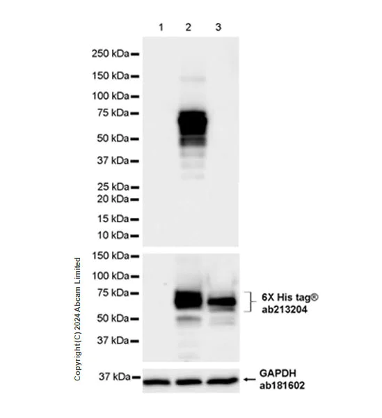 Western blot - Anti-groEL antibody [EPR28718-8] - BSA and Azide free (AB318971)