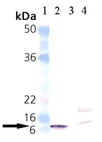 Western blot - Anti-groES antibody (AB69823)