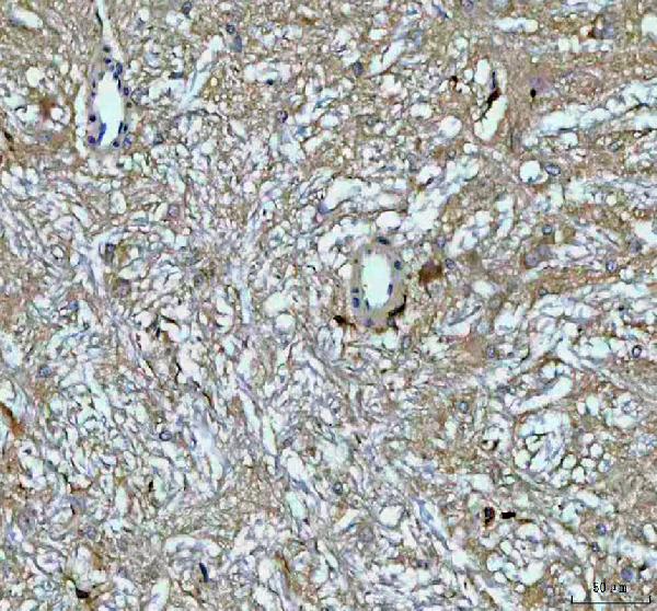 Immunohistochemistry (Formalin/PFA-fixed paraffin-embedded sections) - Anti-Growth Hormone antibody (AB126882), expandable thumbnail