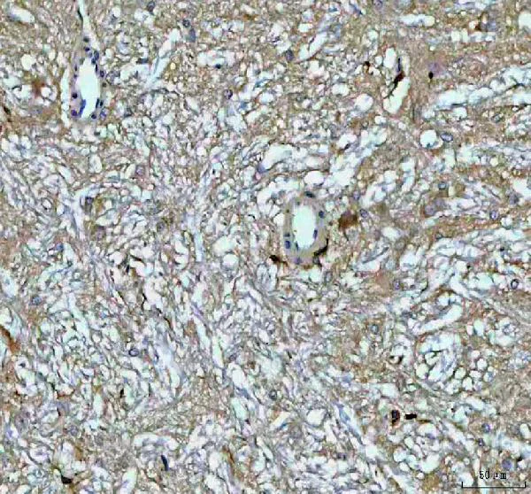 Immunohistochemistry (Formalin/PFA-fixed paraffin-embedded sections) - Anti-Growth Hormone antibody (AB126882)