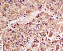 Immunohistochemistry (Formalin/PFA-fixed paraffin-embedded sections) - Anti-Growth Hormone antibody [EPR11047(B)] (AB155276)