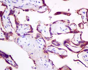 Immunohistochemistry (Formalin/PFA-fixed paraffin-embedded sections) - Anti-Growth Hormone antibody [EPR11047(B)] - BSA and Azide free (AB240133)