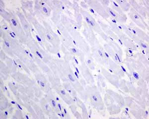 Immunohistochemistry (Formalin/PFA-fixed paraffin-embedded sections) - Anti-Growth Hormone antibody [EPR11047(B)] - BSA and Azide free (AB240133)