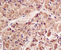 Immunohistochemistry (Formalin/PFA-fixed paraffin-embedded sections) - Anti-Growth Hormone antibody [EPR11047(B)] - BSA and Azide free (AB240133)