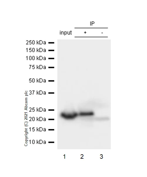 Immunoprecipitation - Anti-Growth Hormone antibody [EPR11047(B)] - BSA and Azide free (AB240133)