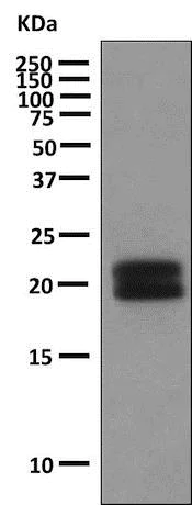 Western blot - Anti-Growth Hormone antibody [EPR9524-21] - BSA and Azide free (AB249225)