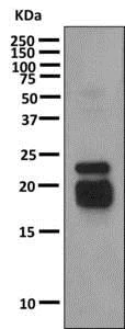 Western blot - Anti-Growth Hormone antibody [EPR9524] - BSA and Azide free (AB183135)