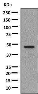 Western blot - Anti-Growth Hormone antibody [EPR9524] - BSA and Azide free (AB183135)