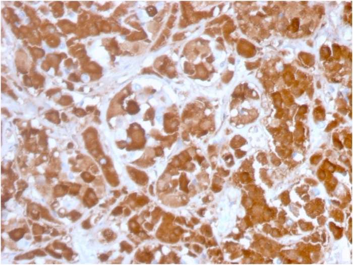 Immunohistochemistry (Formalin/PFA-fixed paraffin-embedded sections) - Anti-Growth Hormone antibody [GH/3155] (AB268066)