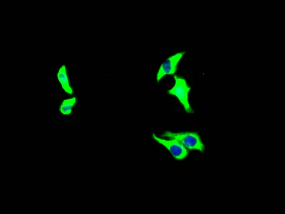 Immunocytochemistry - Anti-Growth hormone receptor antibody [10C11] (AB288372)