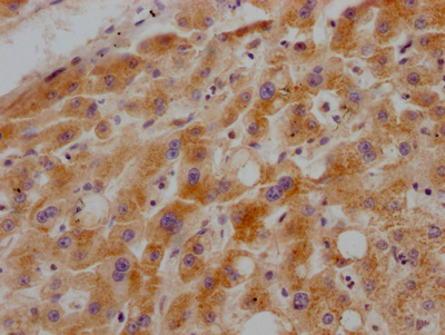 Immunohistochemistry (Formalin/PFA-fixed paraffin-embedded sections) - Anti-Growth hormone receptor antibody [10C11] (AB288372)
