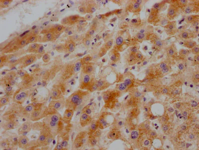 Immunohistochemistry (Formalin/PFA-fixed paraffin-embedded sections) - Anti-Growth hormone receptor antibody [10C11] (AB288372)