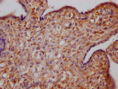 Immunohistochemistry (Formalin/PFA-fixed paraffin-embedded sections) - Anti-Growth hormone receptor antibody [10C11] (AB288372)