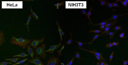 Immunocytochemistry/ Immunofluorescence - Anti-Grp75/MOT antibody [9F8] (ab171089), expandable thumbnail