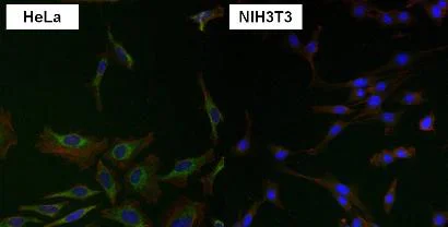 Immunocytochemistry/ Immunofluorescence - Anti-Grp75/MOT antibody [9F8] (AB171089)