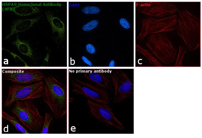 Immunocytochemistry/ Immunofluorescence - Anti-Grp75/MOT antibody [9F8] (AB171089)