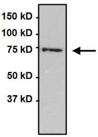 Immunoprecipitation - Anti-Grp75/MOT antibody [9F8] (AB171089), expandable thumbnail