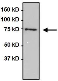 Immunoprecipitation - Anti-Grp75/MOT antibody [9F8] (AB171089)