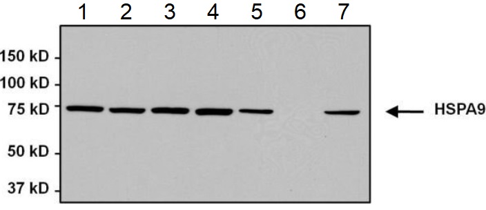 Western blot - Anti-Grp75/MOT antibody [9F8] (AB171089), expandable thumbnail