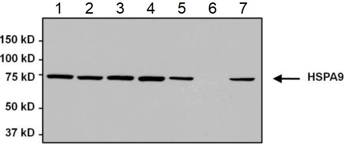 Western blot - Anti-Grp75/MOT antibody [9F8] (AB171089)