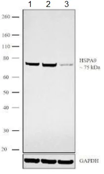 Western blot - Anti-Grp75/MOT antibody [9F8] (AB171089)
