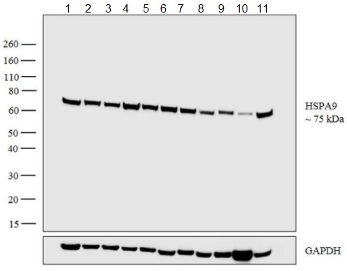 Western blot - Anti-Grp75/MOT antibody [9F8] (AB171089), expandable thumbnail