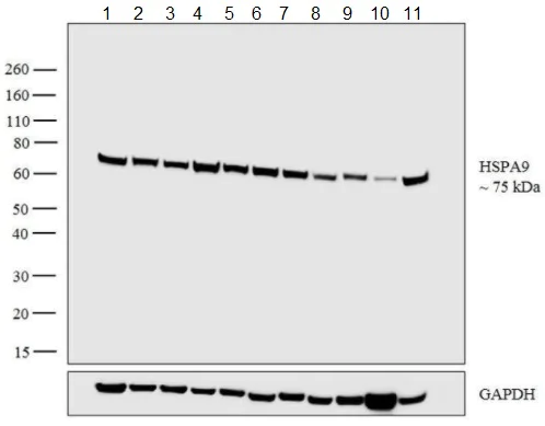 Western blot - Anti-Grp75/MOT antibody [9F8] (AB171089)